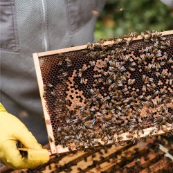 Arıcılık Eğitimi
