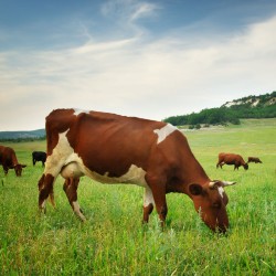 Organik Hayvancılık Eğitimi Organik Hayvancılık Eğitimi